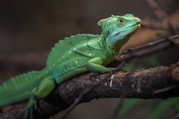 Plumed basilisk