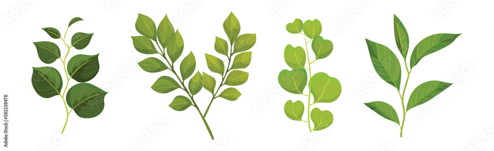 Poster green leafy branch or twig on stem vector set
