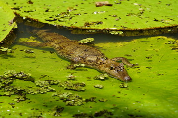 Spectacled caiman (Caiman crocodilus) Alligatoridae family. Amazon Rainforest, Brazil.