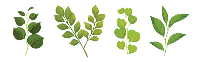 Green Leafy Branch or Twig on Stem Vector Set