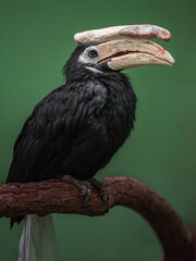 Palawan hornbill
