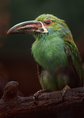 Crimson-rumped toucanet