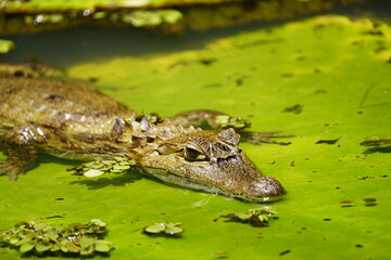 Spectacled caiman (Caiman crocodilus) Alligatoridae family. Amazon Rainforest, Brazil.