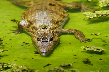 Spectacled caiman (Caiman crocodilus) Alligatoridae family. Amazon Rainforest, Brazil.