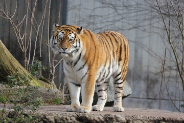 Tigre