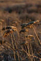 grass in the wind