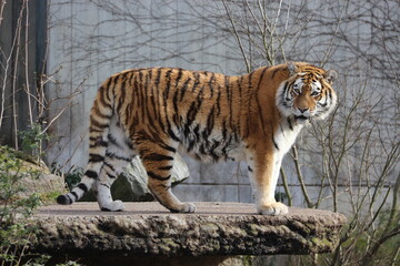Fototapeta na wymiar Tigre 
