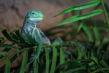 Fiji banded iguana