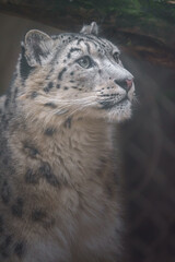 Snow leopard (Irbis)