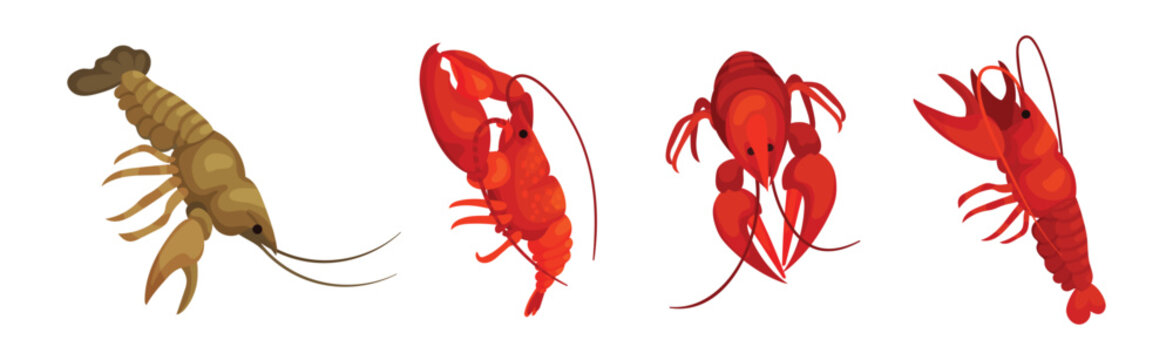 Lobster as Large Marine Crustacean with Muscular Tail and Claw Pair Vector Set