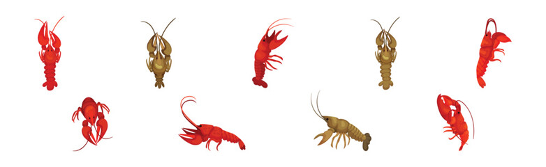 Lobster as Large Marine Crustacean with Muscular Tail and Claw Pair Vector Set