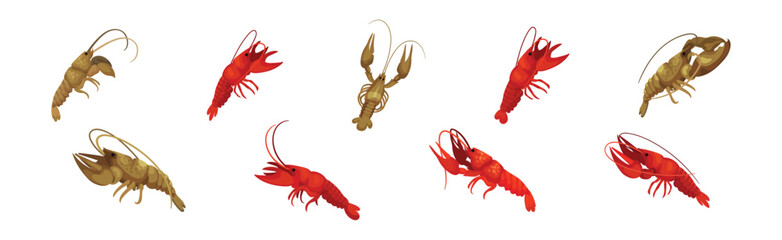 Lobster as Large Marine Crustacean with Muscular Tail and Claw Pair Vector Set