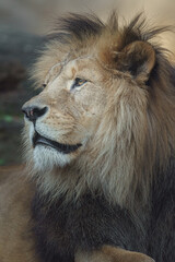 North African lion