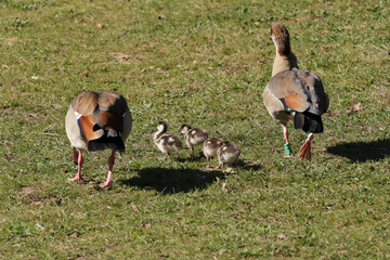 Ouette d'Égypte (Alopochen aegyptiaca)