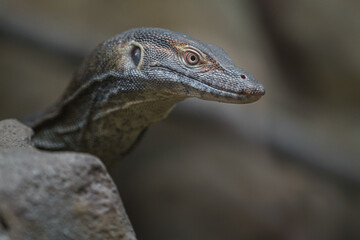 Mertens' water monitor