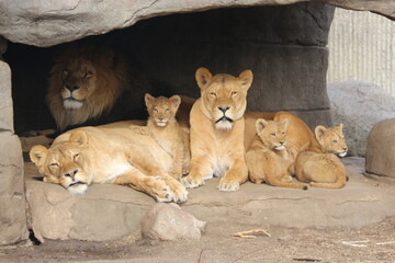 Cachorros de leon