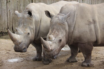 Obraz premium Rinoceronte 