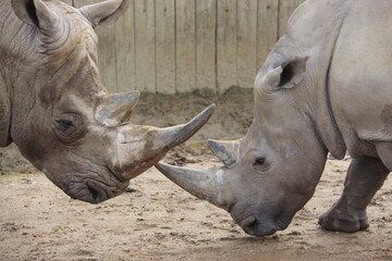 Obraz premium Rinoceronte 