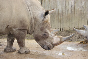 Obraz premium Rinoceronte 