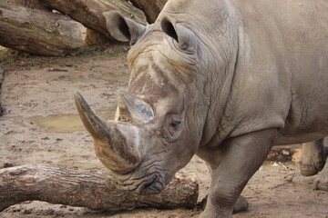 Obraz premium Rinoceronte 