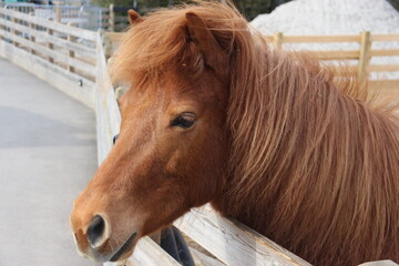 Pony