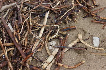 lizard on the sand