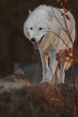 Arctic wolf