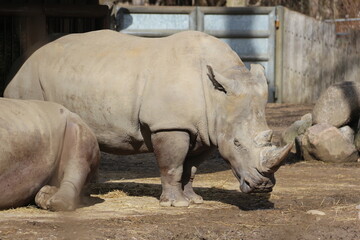 Fototapeta premium Rinoceronte 