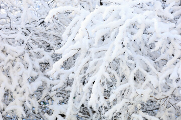 Branches in the snow close-up. Winter background