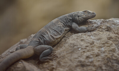 Common chuckwalla