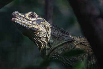 Philippine sailfin lizard