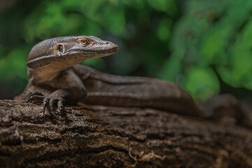 Mertens' water monitor