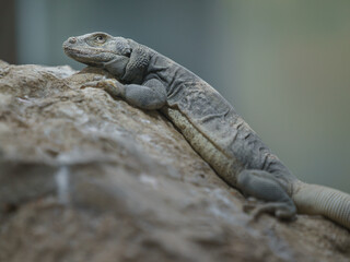 Common chuckwalla