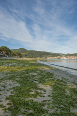 Ladeira beach at dawn full of algae as always