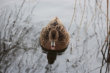 Pato