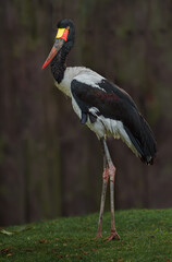 Saddle-billed stork