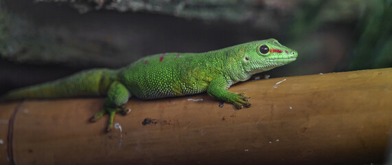 Phelsuma grandis