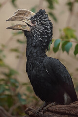 Silvery-cheeked hornbill