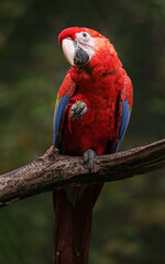 Fototapeta na wymiar Scarlet macaw
