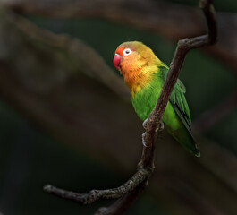 Fischer's lovebird