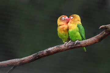Fischer's lovebird