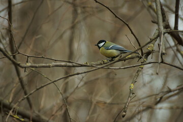 Fototapeta premium Titmouse on a branch in spring in the forest.