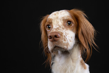 Portrait of a cute Brittany puppy dog looking with big eyes.