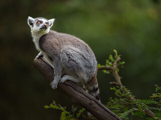 Ring tailed lemur © Josef