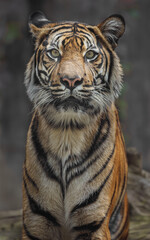 Sumatran tiger
