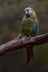 Chestnut-fronted macaw