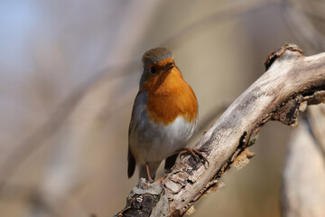 Rougegorge familier (Erithacus rubecula)