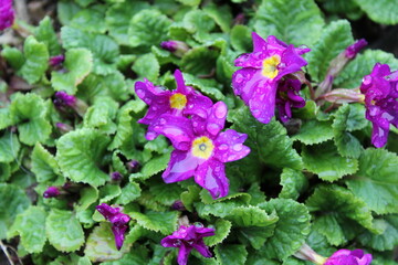 Velvet primrose with yellow centers on the rain