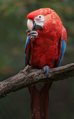 Scarlet macaw