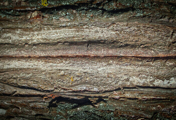 Old  wood texture background. Copy space for design.